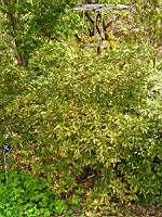 Illicium anisatum (fam. Illiciacees) (Japon, Coree) (1) (Photo F. Mrugala)